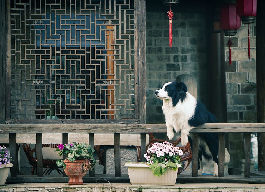 adult, black, white, border collie, focus phot, Flower, Pavilion, Dog, animal, pets