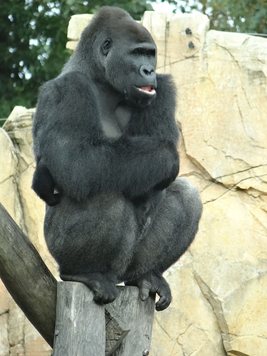 ゴリラ サル 類人猿 動物園 哺乳類 動物 野生 シルバーバック アフリカ 姿勢 Pxfuel