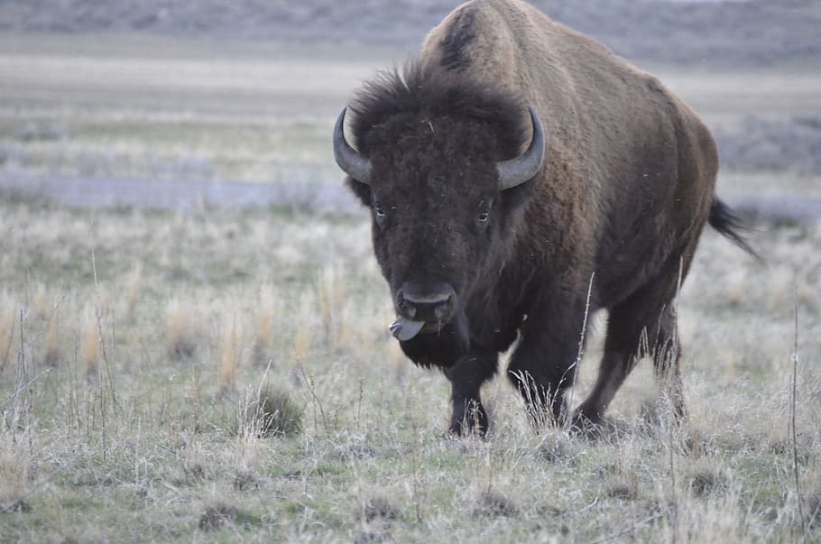 lake, bison, wildlife, buffalo, grass, wild, animal, nature, island, wilderness