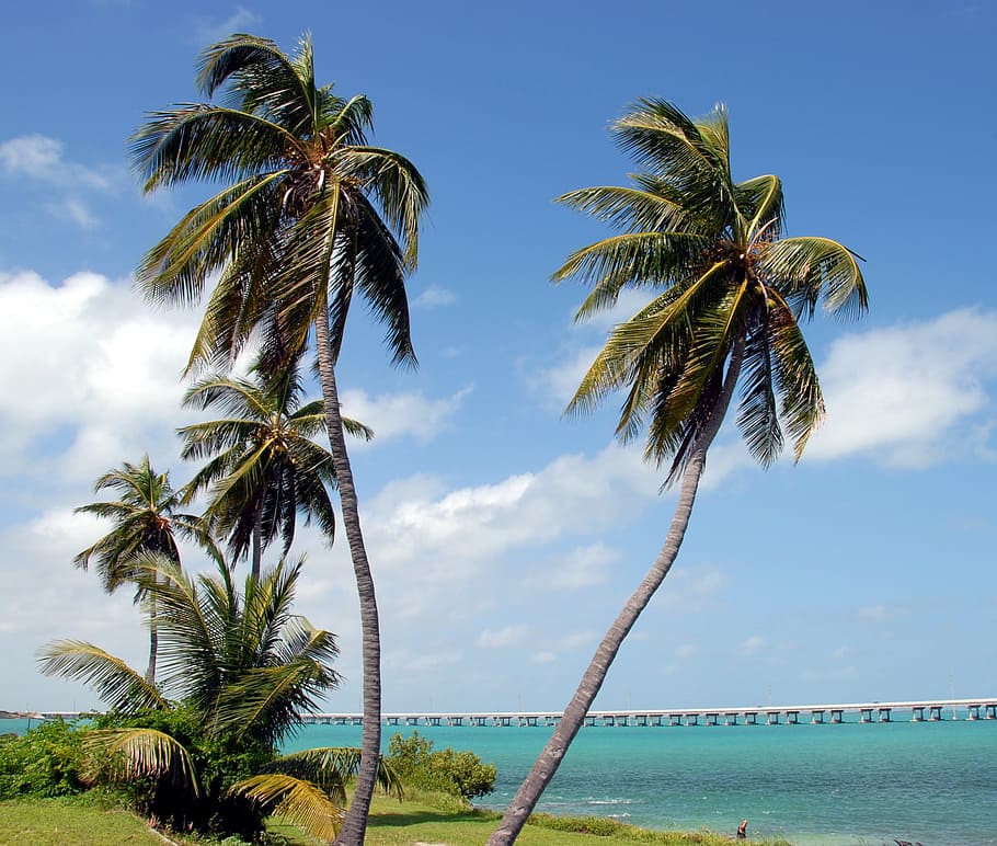 coconut trees, body, water, coconut, trees, body of water, bahia honda, state park, park, florida