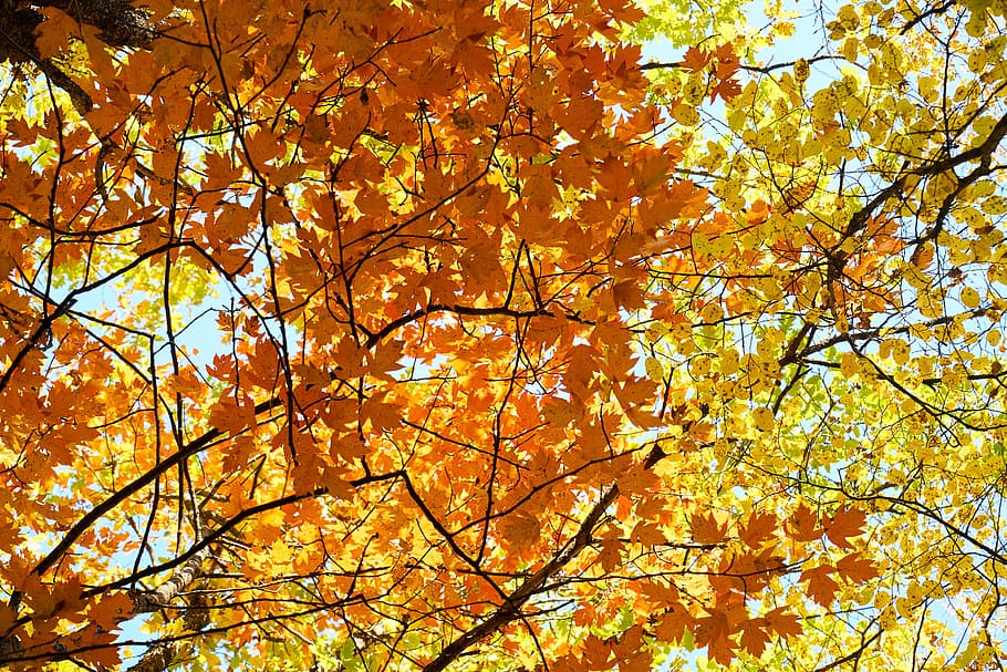 가을, 시즌, 경치, 자연, 아름다운, 배경, 집 밖의, 시든 잎, 나뭇잎은, 겨울 시즌