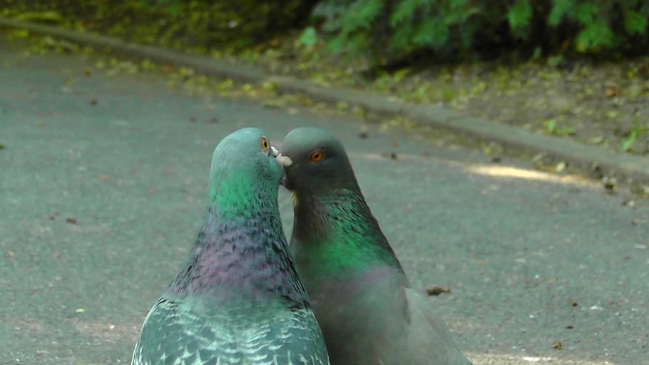 green-and-black kissing pigeons, pigeons, birds, bird pigeon, dove, kiss, romance, nature, animals, love