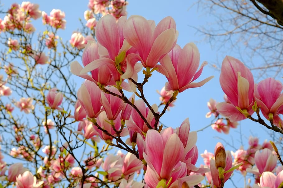 white, pink, petaled flower, magnolia, magnolia tree, spring, bloom, flowers, flowering twig, spring awakening