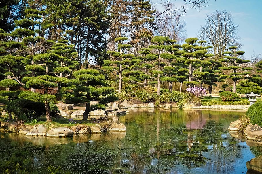 green, trees, lake, landscape, garden, japanese garden, nature, park, blossom, bloom