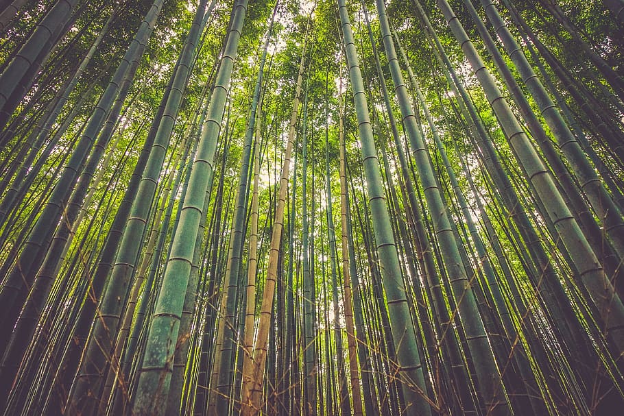 low, angle, green, bamboo forest, green bamboo, trees, bamboo, forest, nature, natural