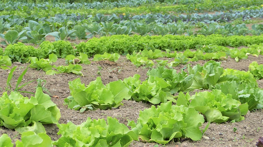 cabbage field, daytime, Salad, Herbs, Vegetables, Cultivation, vegetable growing, bio, organic farming, garden