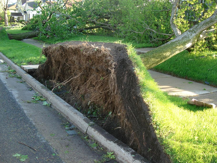 tree-roots-tornado-tree-with-roots.jpg