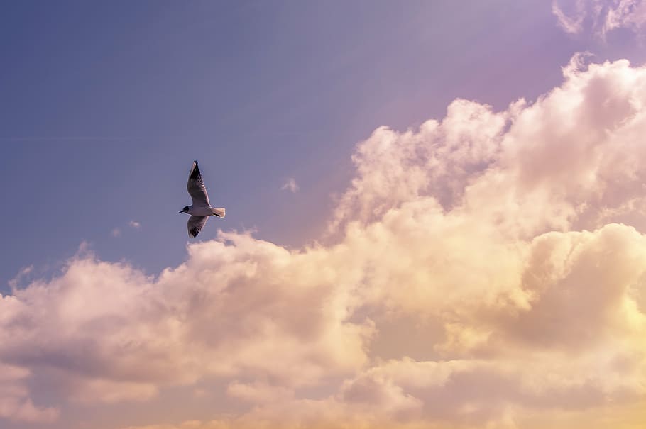 white, bird, flying, clouds, blue, sky, black, day, time, animals