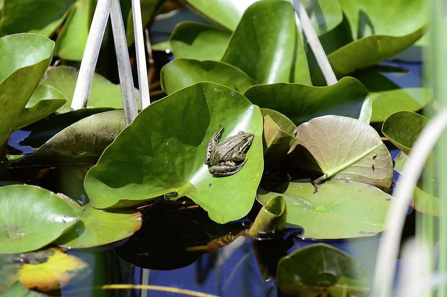 frog, biotope, pond, water frog, animal, water, nature, frog pond, nuphar pumila leaf, lily pad