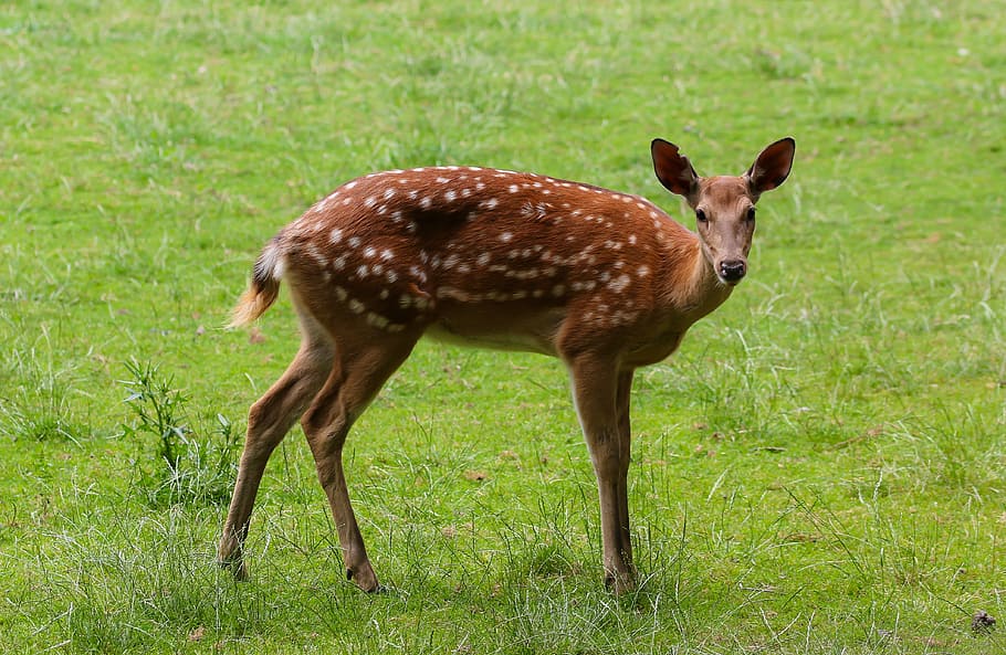 animal, fallow deer, red deer, roe deer, scheu, hirsch, wild, meadow, deer, wildlife