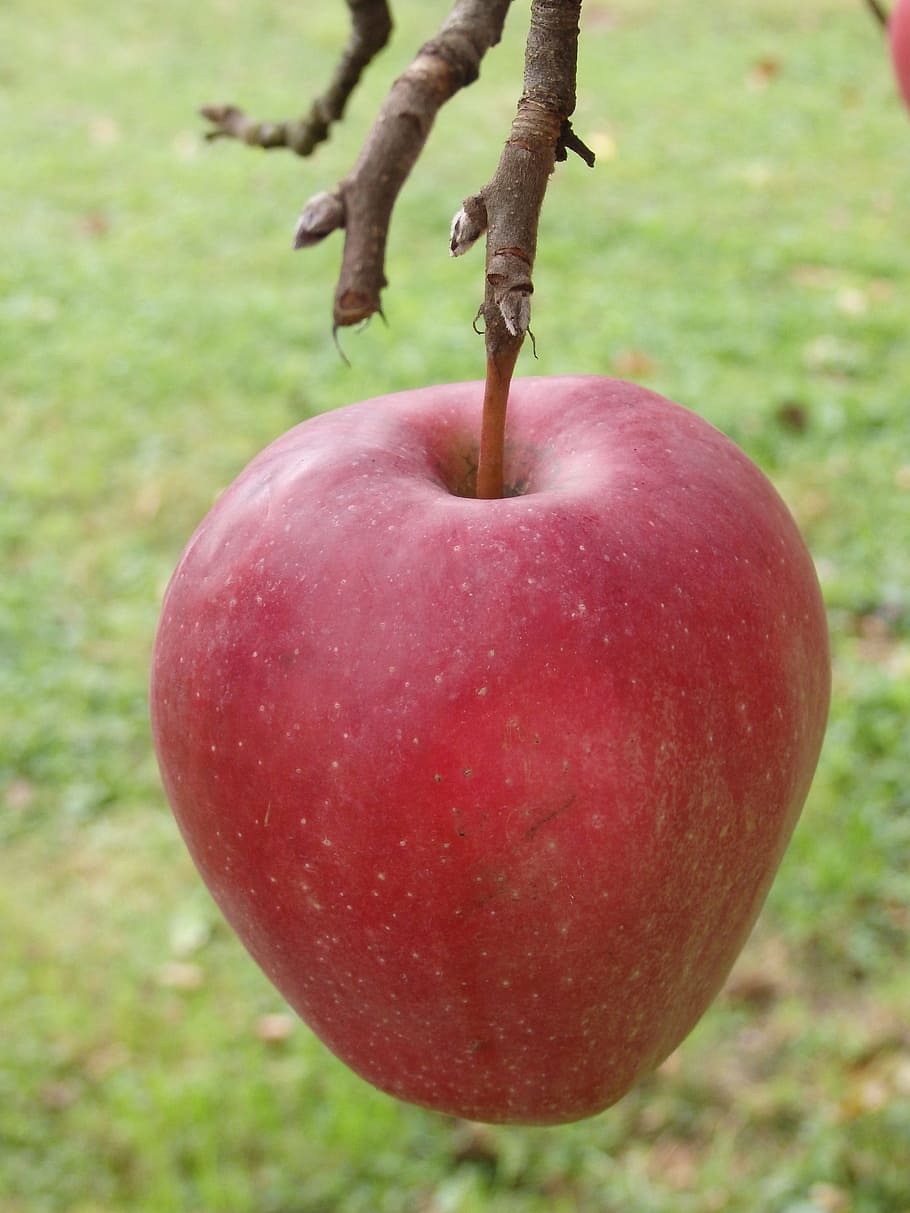 リンゴ 赤 果物 赤いリンゴ 木 枝 茎 グロスター 食べ物と飲み物 食べ物 Pxfuel