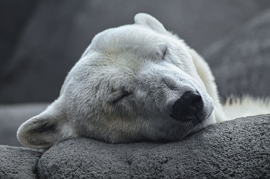 polar bear, arctic, predator, young animal, zoo, bear, polar bears, nature, mammal, cold