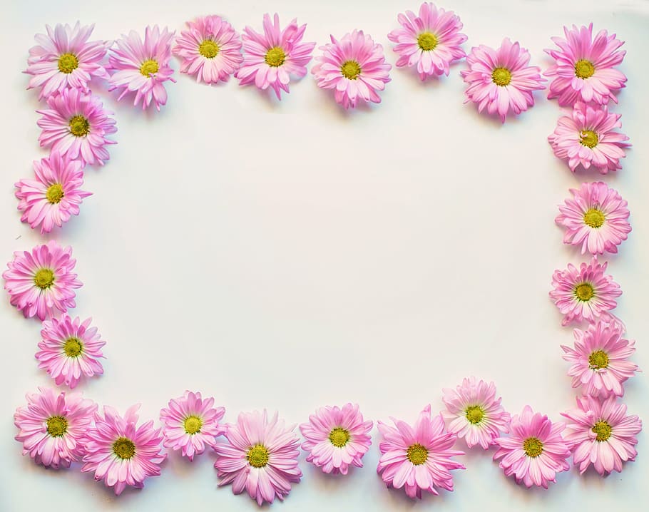 pink, petal flower, white, surface, pink daisies, border, frame, copy-space, copy space, design