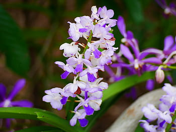 Foto palavras-chave: flores da orquídea roxa e branca | Pxfuel