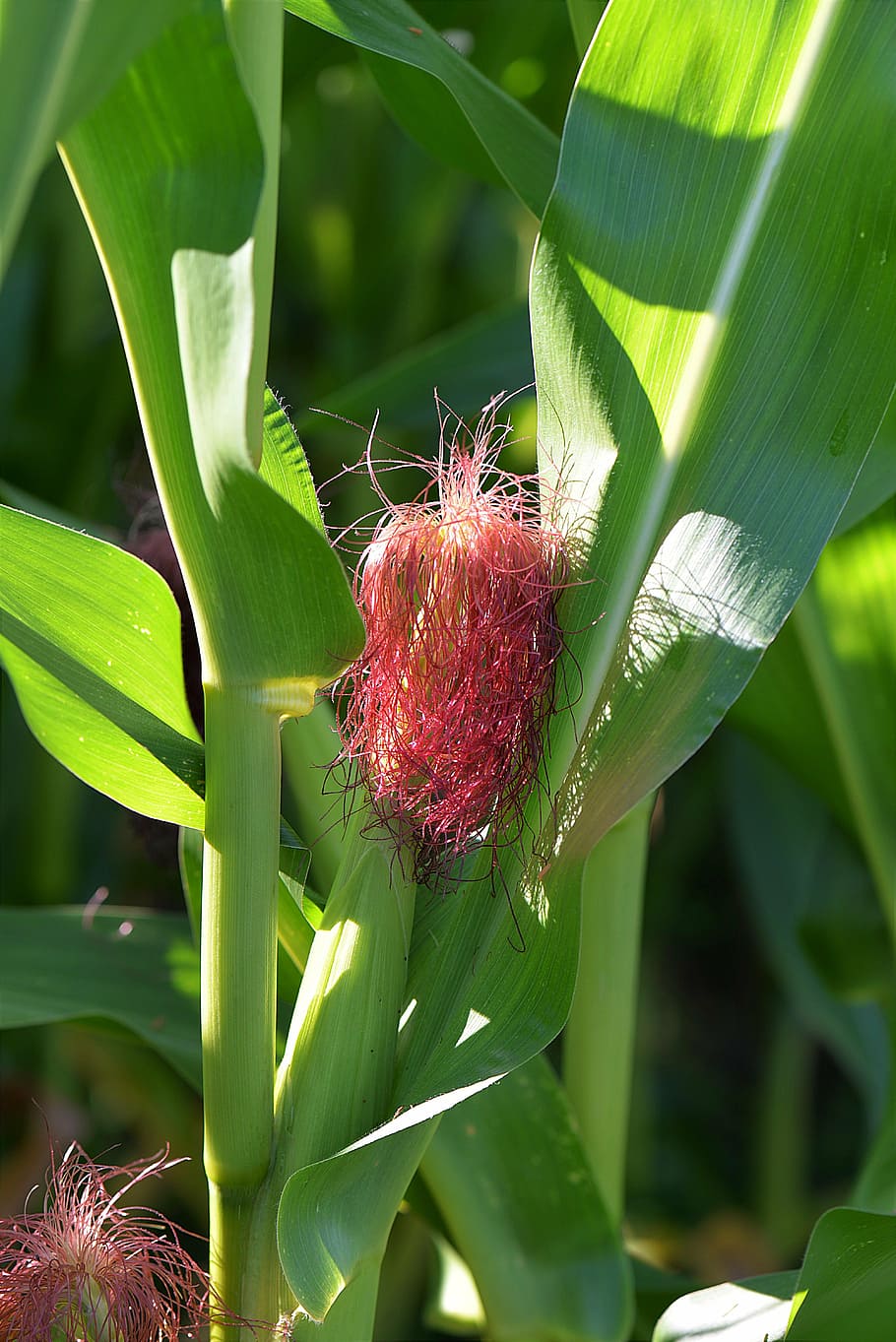 corn, stylus, piston, green, green color, leaf, red, plant, nature, flower