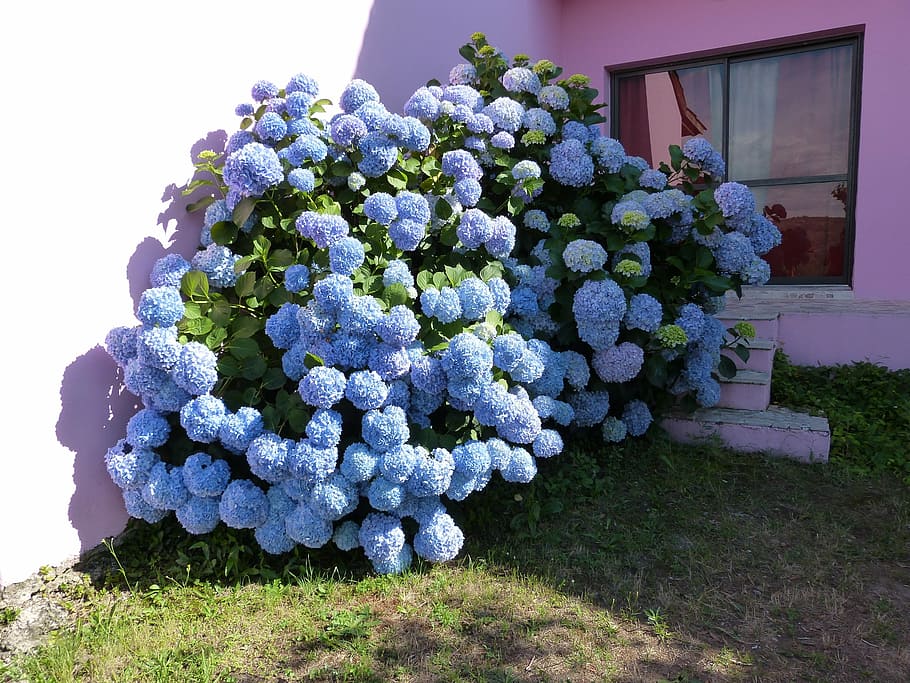 Hortensia, pétalos azules, arbusto, flor, decoración, naturaleza, planta,  día, crecimiento, planta floreciendo | Pxfuel