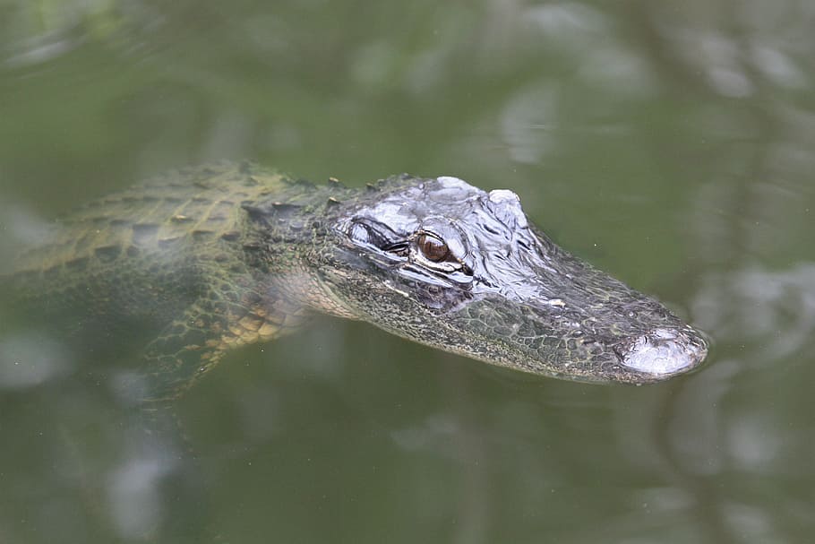 alligator, florida, baby alligator, crocodile, predator, usa, swamp, risk, everglades, water