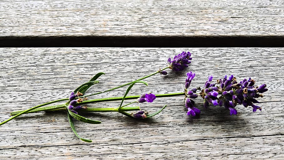 lavender, flowering twig, ornamental plant, medicinal plant, herb, lavender flowers, violet, fragrant, fresh, aromatic