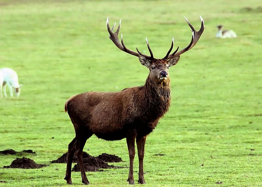 deer, standing, grass field, stag, antler, animal, wildlife, wild, zoology, mammal