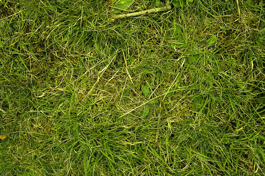 grass, meadow, juicy, nature, green, grasses, blade of grass, close, texture, natural material