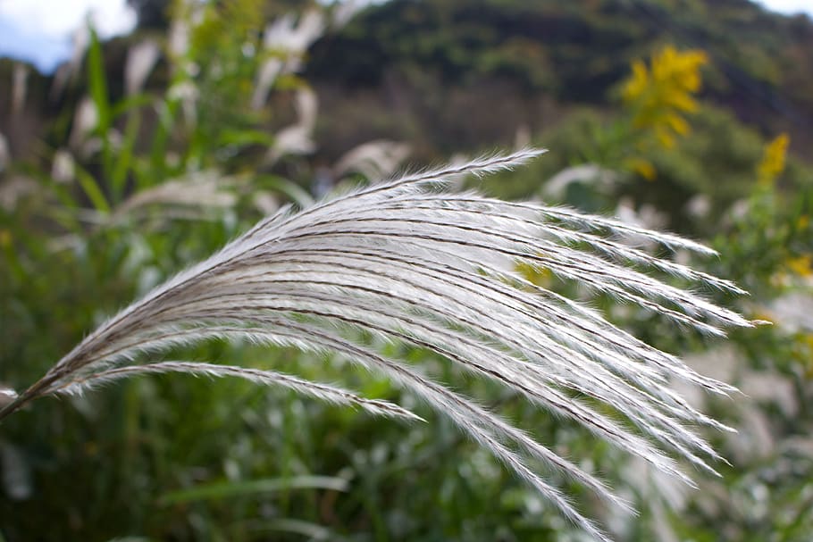 pampas grass, japan, susuki grass, silver grass, nature, gramineous, white, plant, weed, close-up