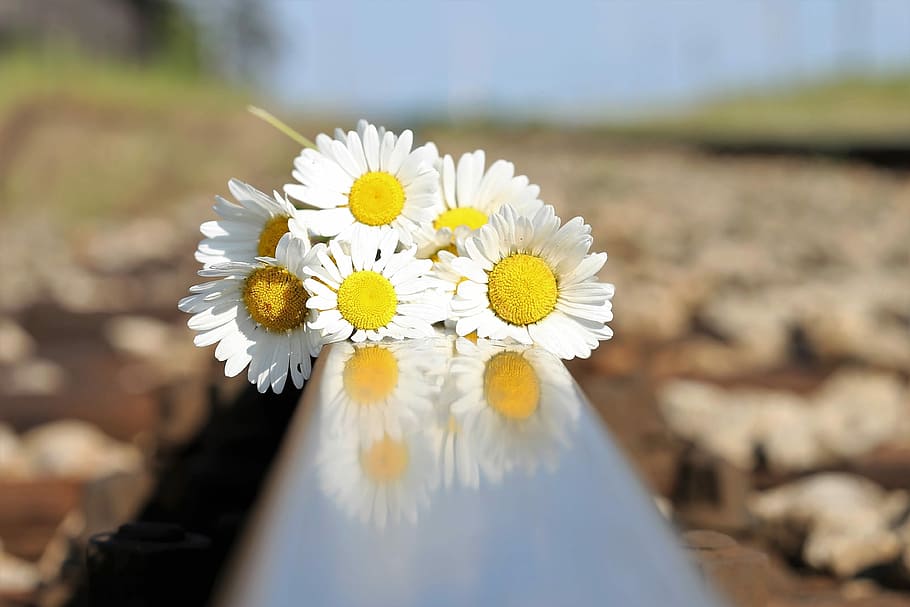 white flowers, stop youth suicide, daisy bouquet on railway, tragedy, lost love, depression, sadness, deep feelings, reflection, flowering plant
