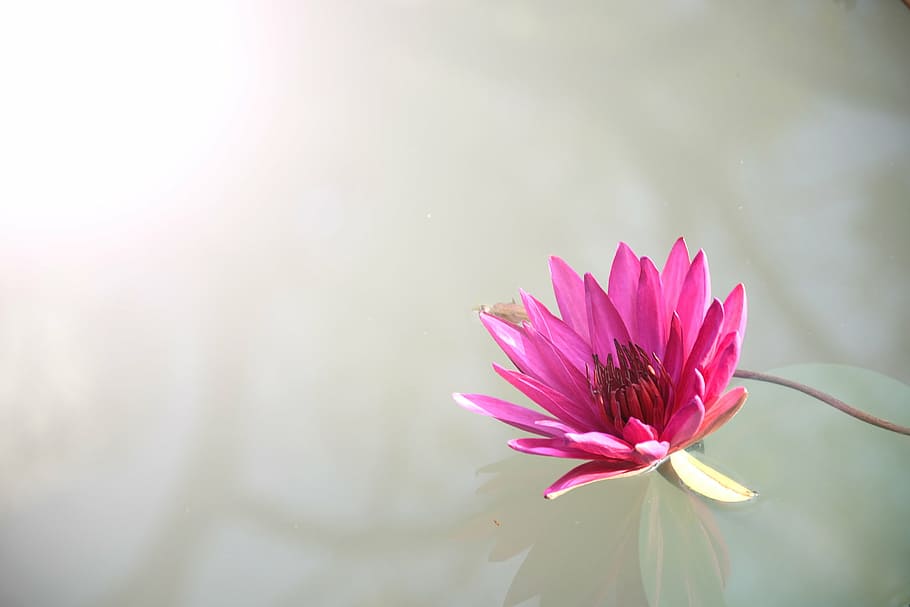 pink, lotus flower, clear, calm, water, close, photography, lotus, flowers, nature