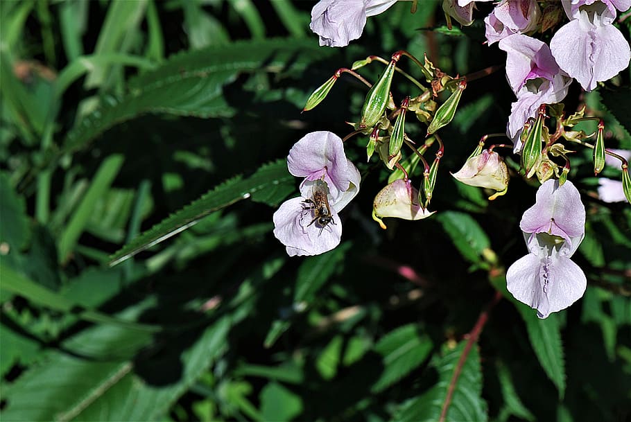 balsam, plant, bee, himalayan balsam, insect, growth, flowering plant, flower, beauty in nature, freshness