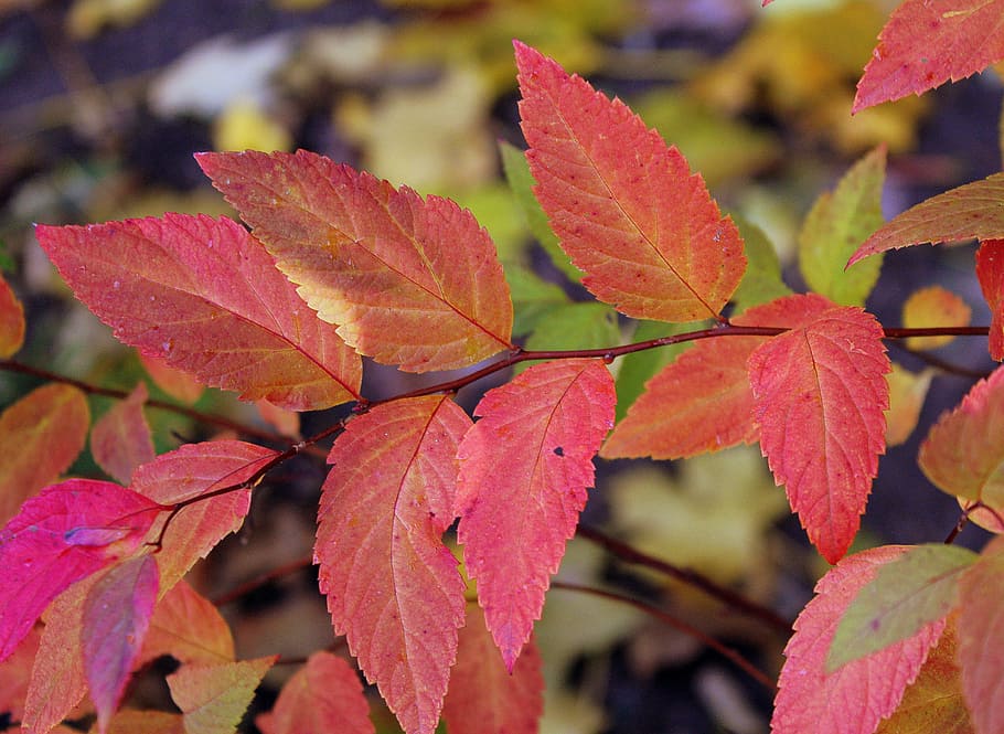 red, leaflet, fresh, autumn, seasons of the year, nature, november, sprig, leaf, plant part