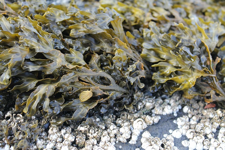 seaweed, plant, sea, water, nature, beach, flora, booked, stone, barnacles