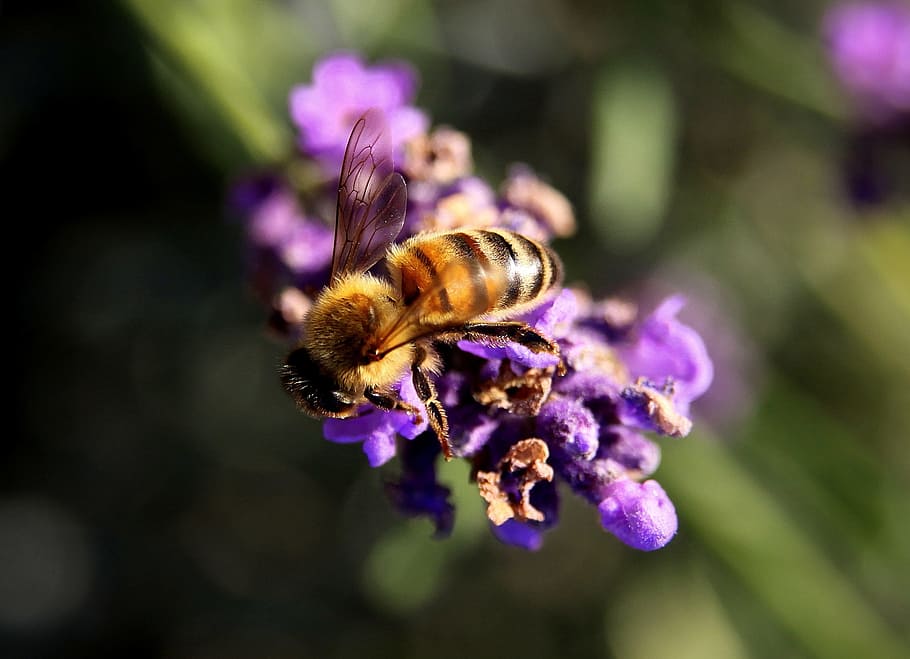 bee, lavender, pollen, insect, nature, yellow, animal, wing, buzz, golden