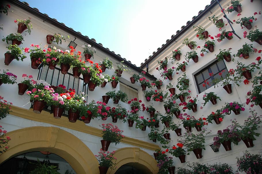 potted, flowers, house wall, daytime, cordoba, spain, andalusia, plant, architecture, built structure