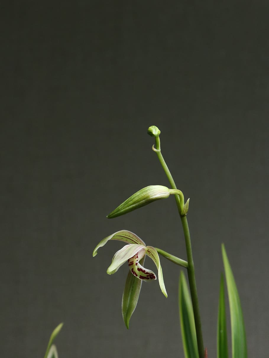shallow, focus photo, green, plants, orchid, flower, white, red, purple, macro