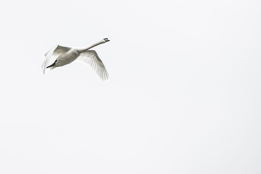 swan, bird, swans, whooper swan, white swan, gracefully, fly, wings, animal, cygnet