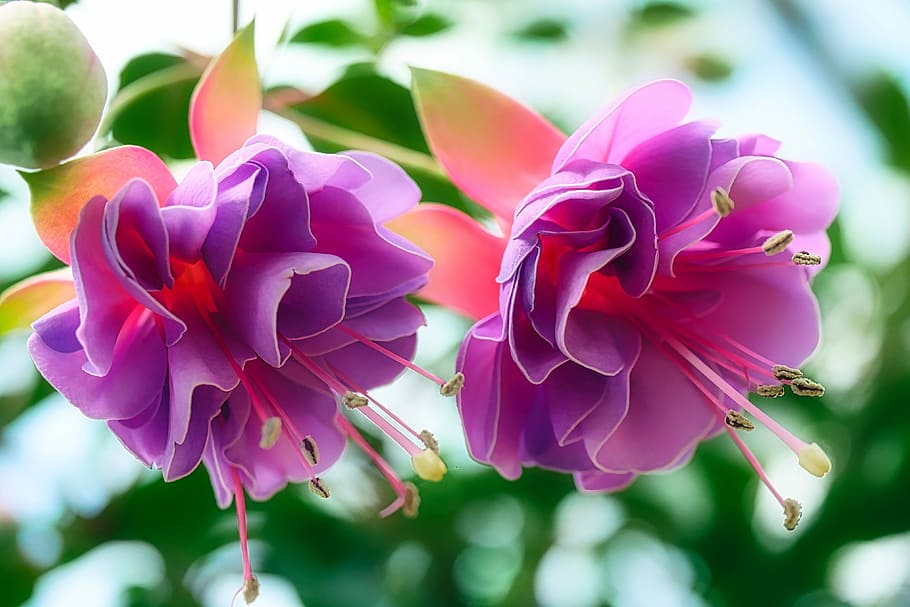 close-up photography, purple, petaled flower, bloom, fuchsia wind chime, flower, fuchsia, nature, flora, garden