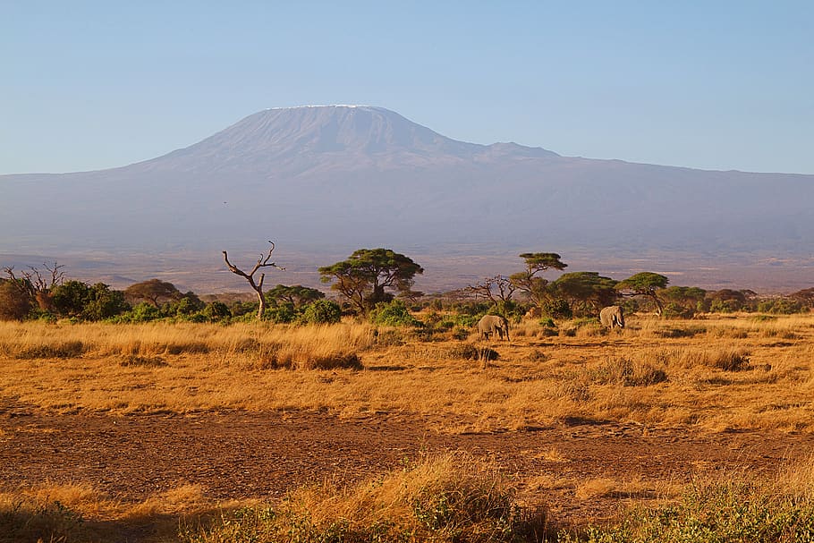 africa, kilimanjaro, kenya, nature, national park, amboseli, safari, animal world, landscape, wilderness