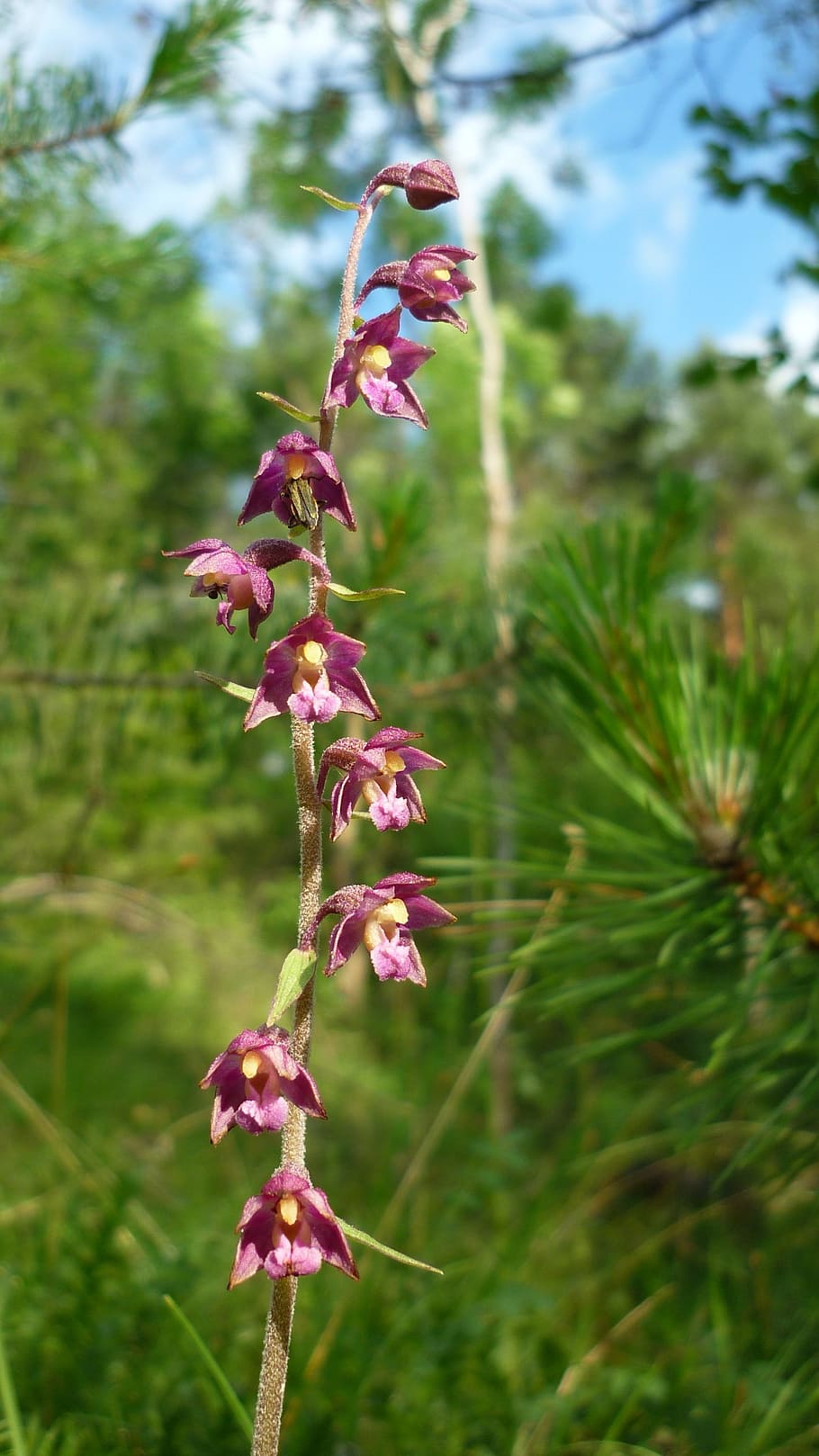 dark red helleborine, german orchid, steep mountain slope, small flowers, often, protected, plant, growth, flower, flowering plant