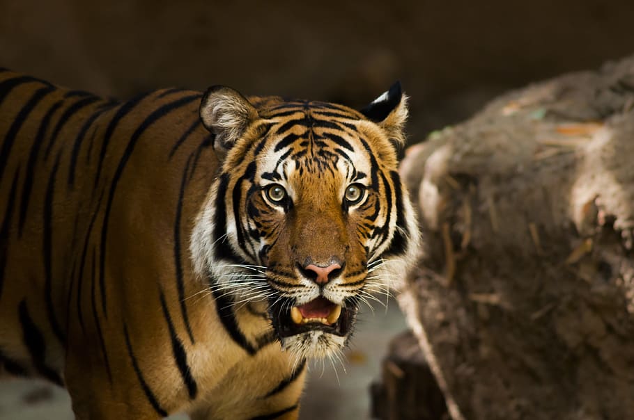 wildlife photography, bengal tiger, siberian tiger, tiger, siberian, close up, panthera tigris altaica, pantherinae, carnivora, panthera