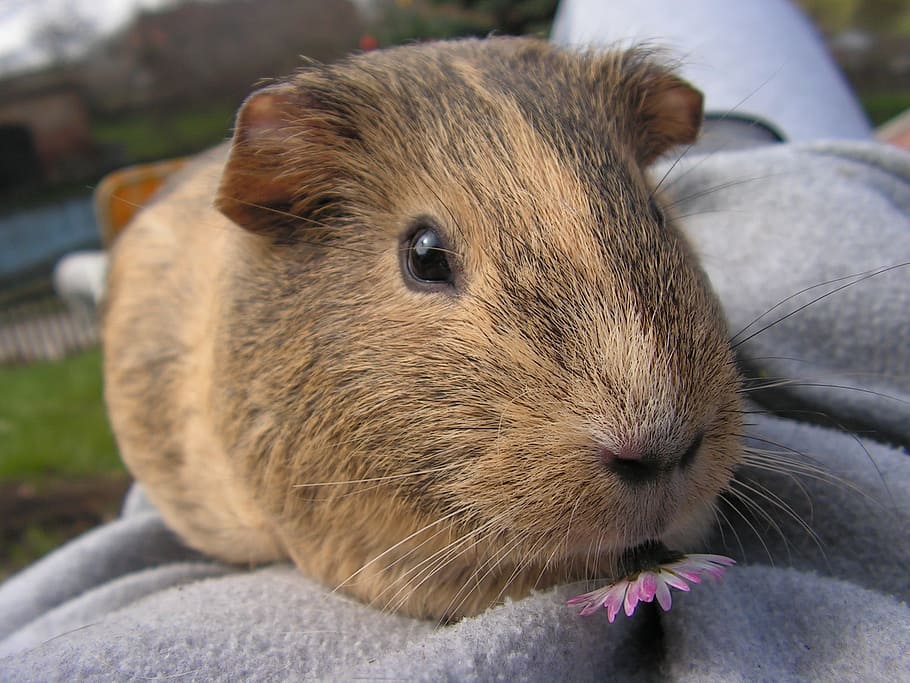 brown, hamster, eating, purple, flower, guinea-pig, female, agouti, portrait, mammal