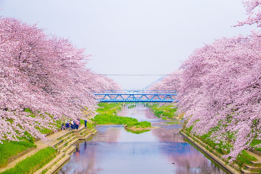 group, people, standing, river, blue, bridge, pink, leaf, trees, cherry