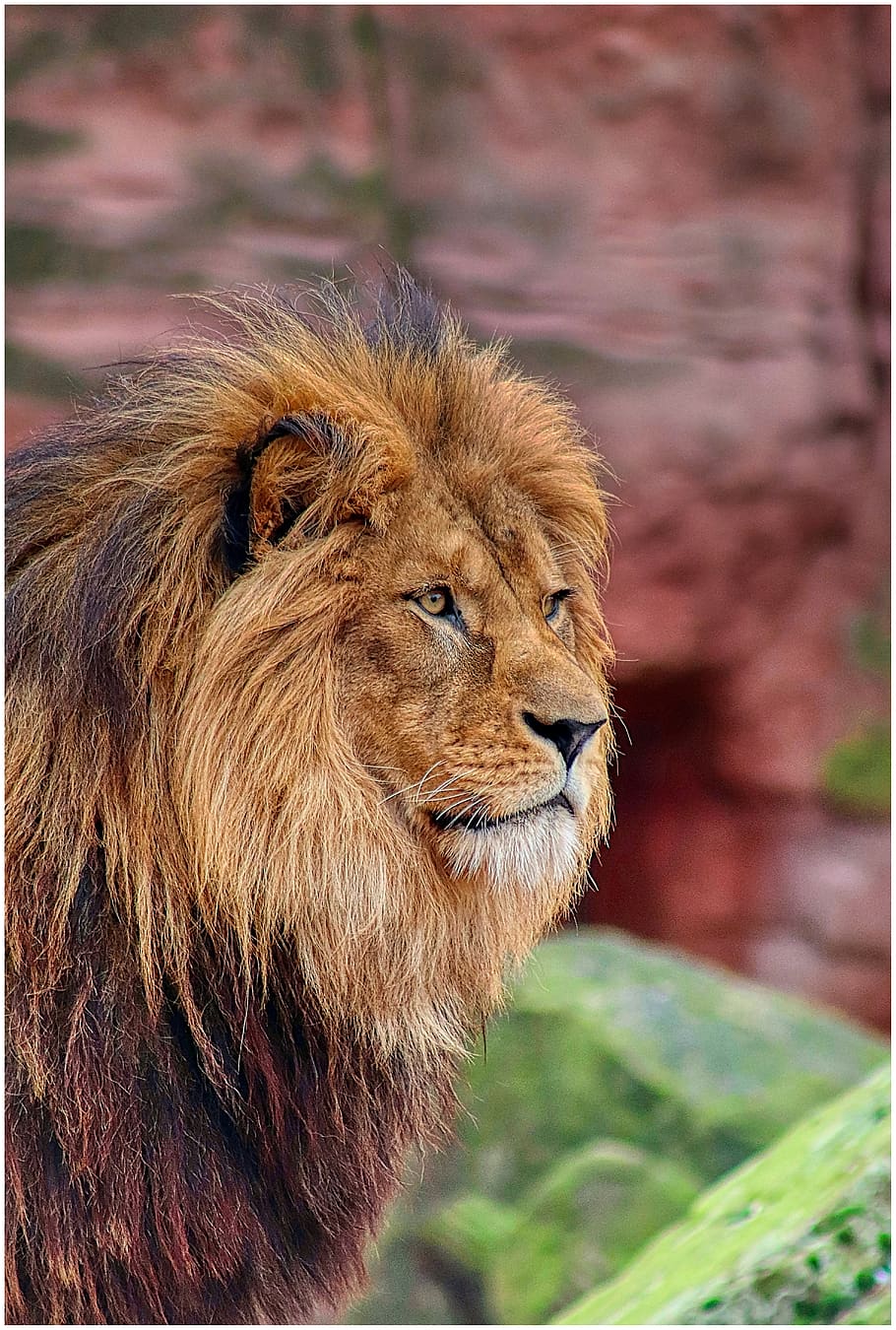 lion, mane, zoo, big cat, cat, portrait, animal, the lion king, fur, carnivores