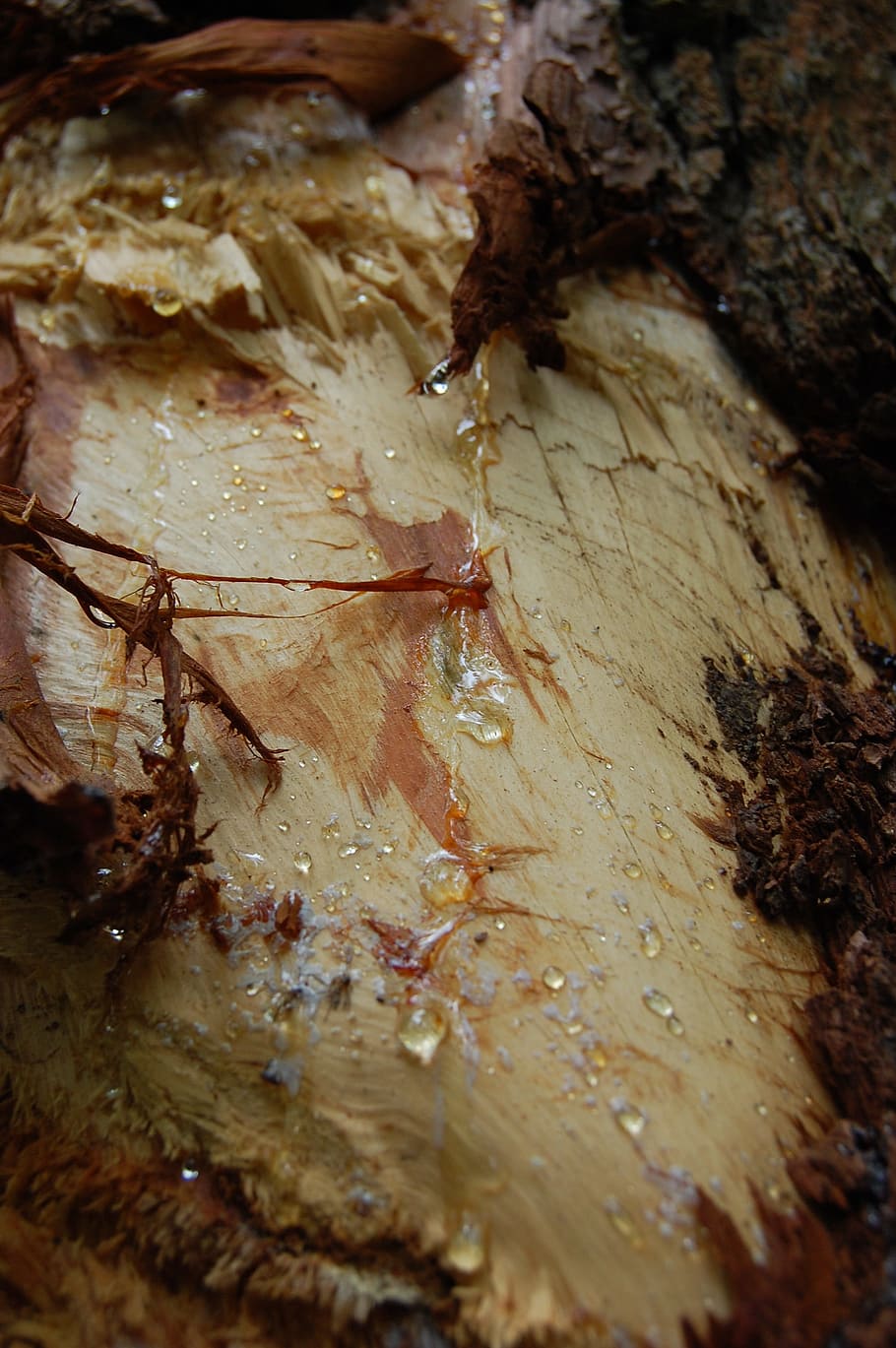natural, bark, drop of water, sap, wood, woods, forest, surface, close-up, wood - material