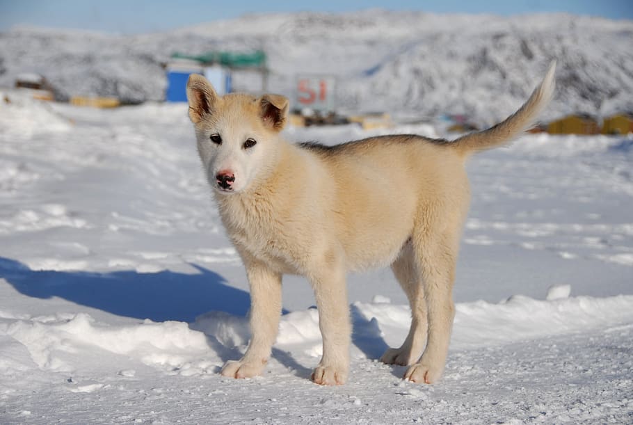 greenland dog, dog, greenland, puppy, snow, winter, cold temperature, animal, animal themes, vertebrate