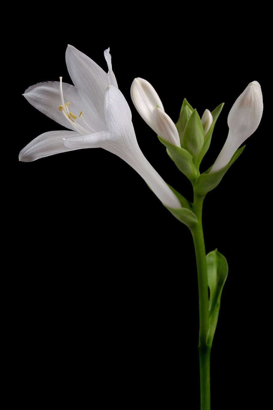 white, flower, black background, isolated, organic, natural, nature, bloom, blossom, botany