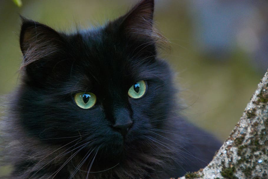black, cat, close, photography, black cat, cats, portrait of cat, domestic Cat, pets, animal