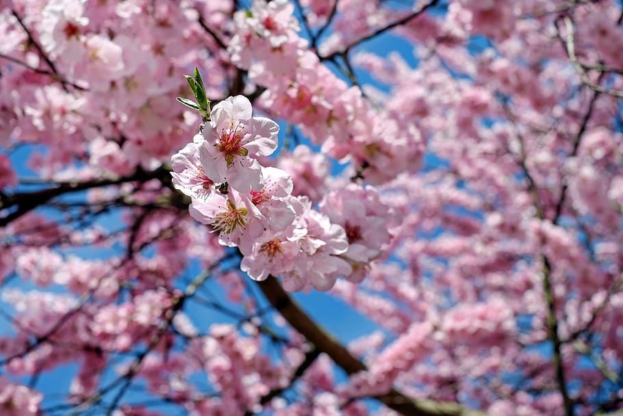 sakura tree, japanese cherry trees, flowers, pink, tree, flower tree, spring, japanese flowering cherry, flowering time, cherry blossom