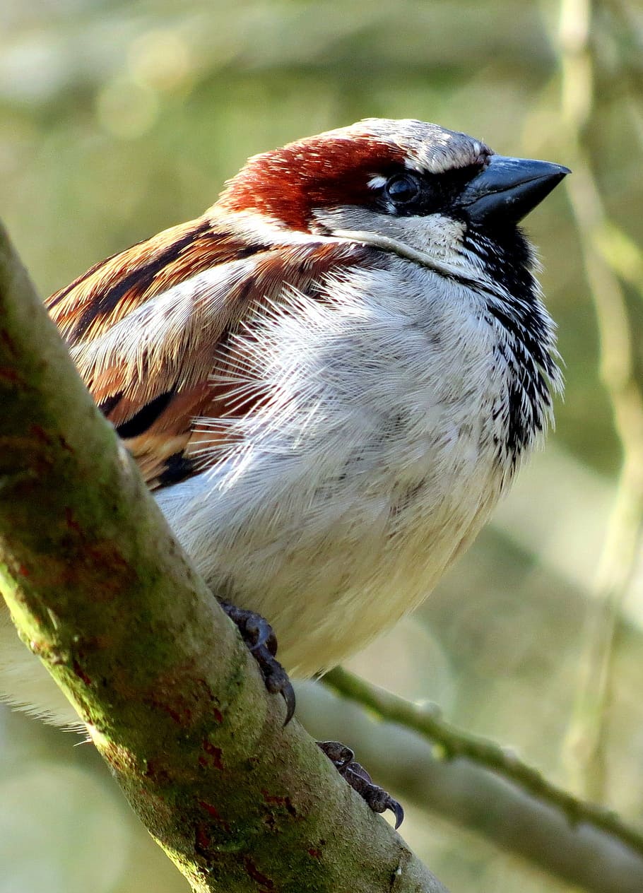 house sparrow, sparrow, bird, wildlife, nature, animal, passer, domesticus, avian, vertebrate