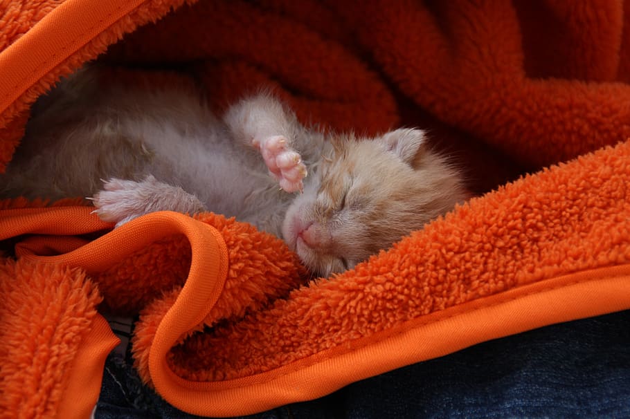 oranye, kucing betina, anak kucing, handuk mandi, kucing, anak anjing, kucing muda, kesayangan, main-main, pemeliharaan tangan