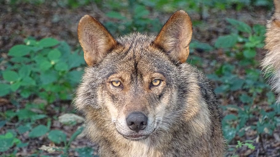 brown, wolf, field, plants, iberian wolf, subspecies, animals, predators, wolves, wildlife photography