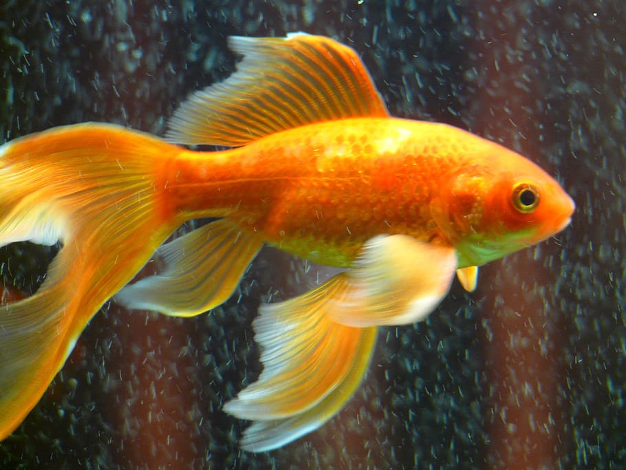 gold fish, veiltail, fish, goldfish, swim, aquarium, freshwater fish, karpfenfisch, cyprinidae, yellow